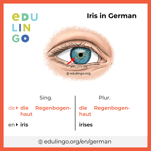 Iris in German vocabulary picture with singular and plural for download and printing