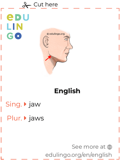 Jaw in English vocabulary flashcard for printing, practicing and learning