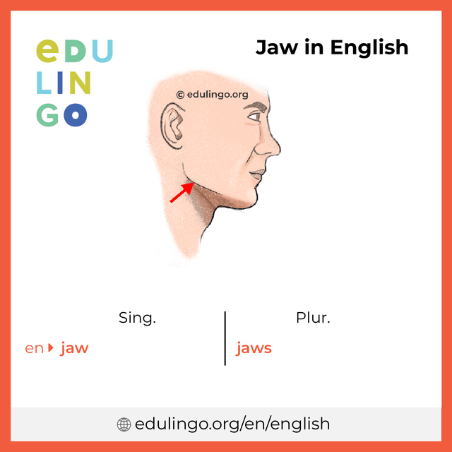 Jaw in English vocabulary picture with singular and plural for download and printing