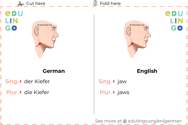Jaw in German vocabulary flashcard for printing, practicing and learning