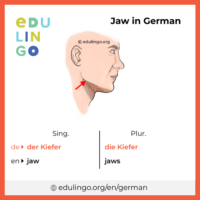 Jaw in German vocabulary picture with singular and plural for download and printing