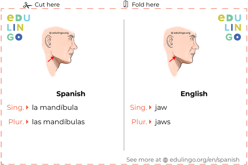 Jaw in Spanish vocabulary flashcard for printing, practicing and learning