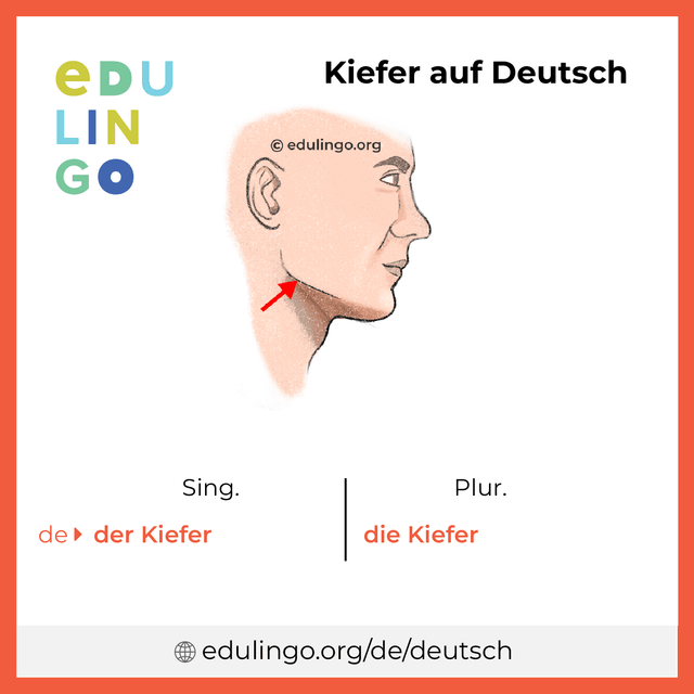 Kiefer auf Deutsch Vokabelbild mit Singular und Plural zum Herunterladen und Ausdrucken