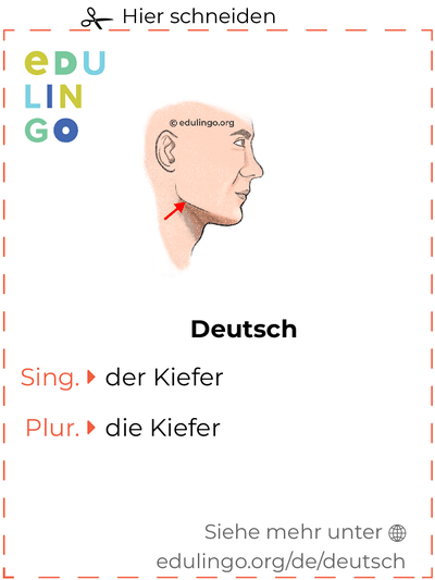 Kiefer auf Deutsch Vokabelkartei zum Ausdrucken, Üben und Lernen