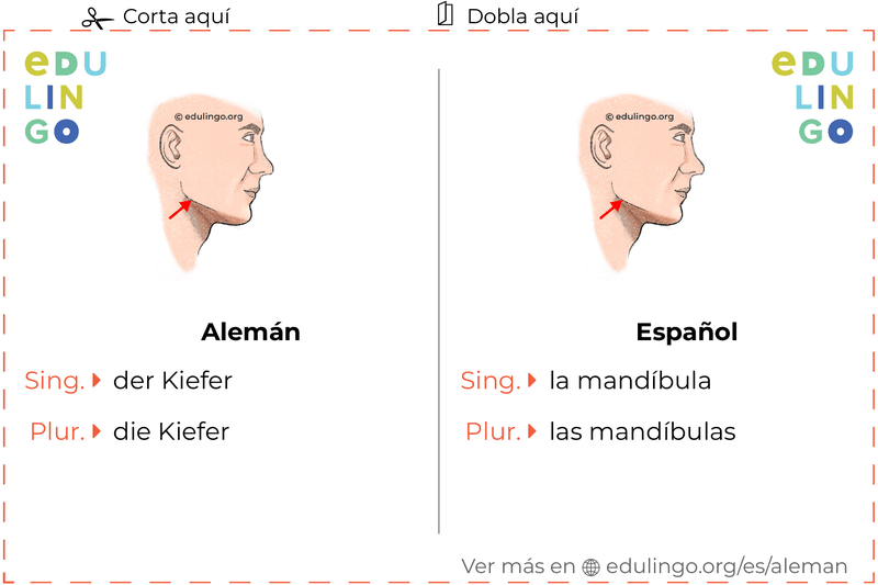 Ficha de Vocabulario Mandíbula en alemán para imprimir, practicar y aprender