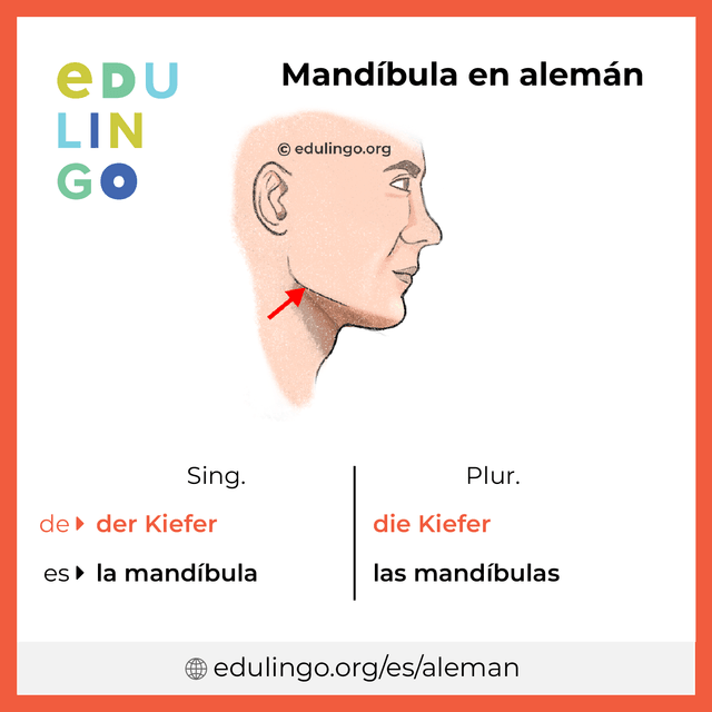 Imagen de vocabulario Mandíbula en alemán con singular y plural para descargar e imprimir