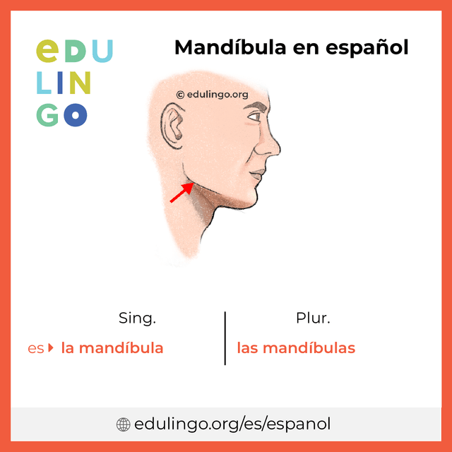 Imagen de vocabulario Mandíbula en español con singular y plural para descargar e imprimir