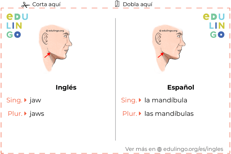 Ficha de Vocabulario Mandíbula en inglés para imprimir, practicar y aprender