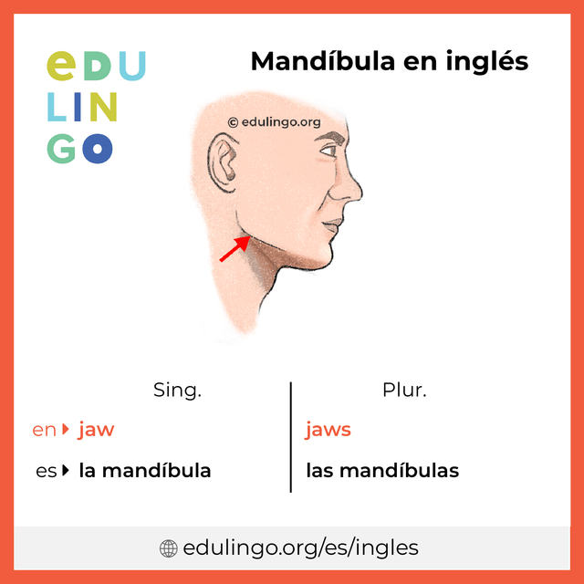 Imagen de vocabulario Mandíbula en inglés con singular y plural para descargar e imprimir