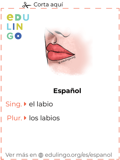 Ficha de Vocabulario Labio en español para imprimir, practicar y aprender