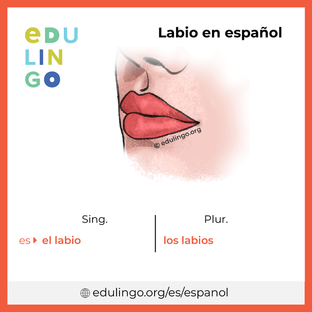 Imagen de vocabulario Labio en español con singular y plural para descargar e imprimir