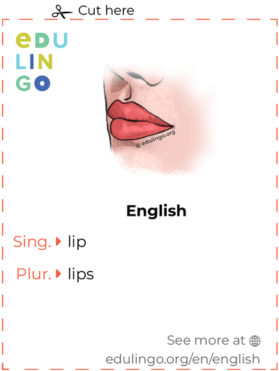 Lip in English vocabulary flashcard for printing, practicing and learning