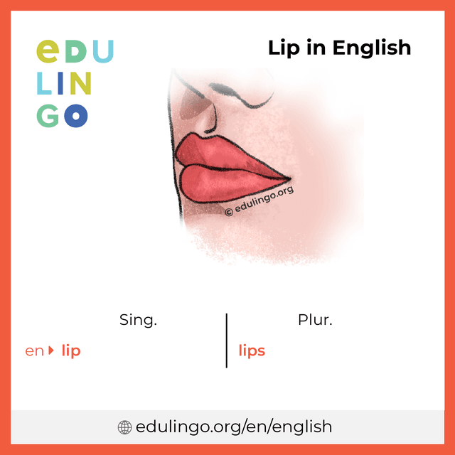 Lip in English vocabulary picture with singular and plural for download and printing