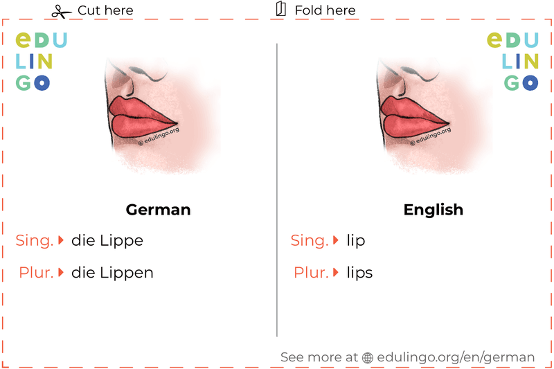 Lip in German vocabulary flashcard for printing, practicing and learning