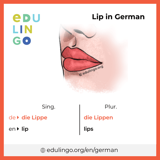 Lip in German vocabulary picture with singular and plural for download and printing