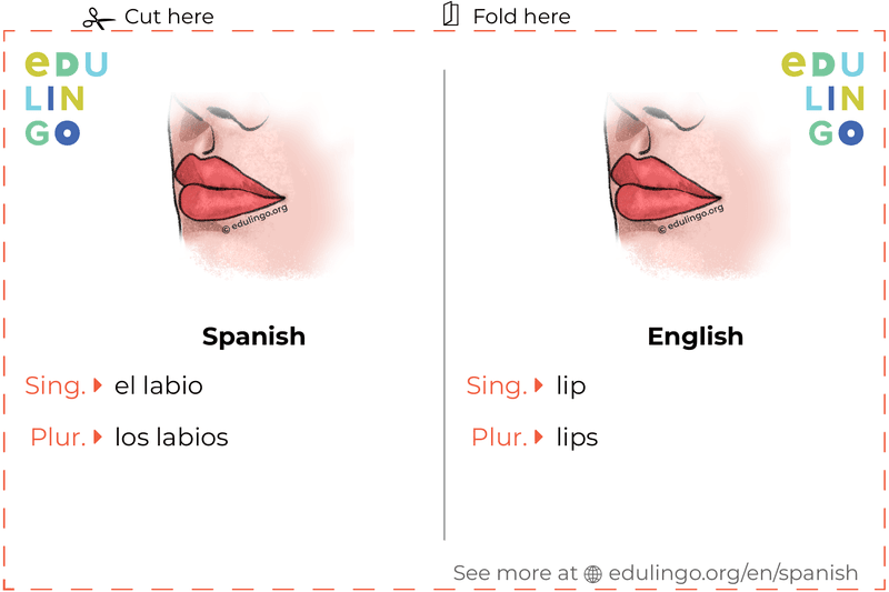Lip in Spanish vocabulary flashcard for printing, practicing and learning