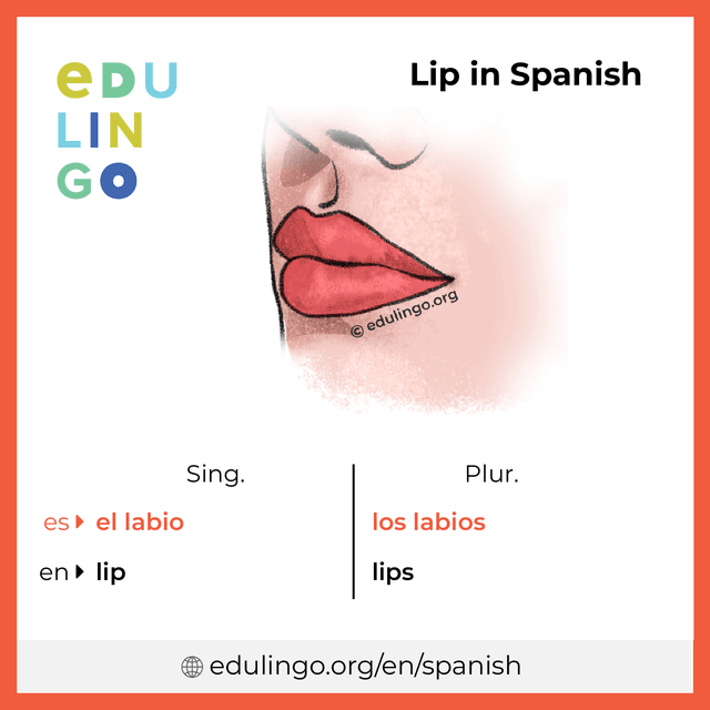 Lip in Spanish vocabulary picture with singular and plural for download and printing