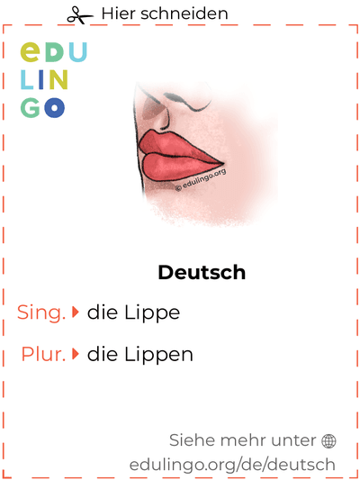 Lippe auf Deutsch Vokabelkartei zum Ausdrucken, Üben und Lernen