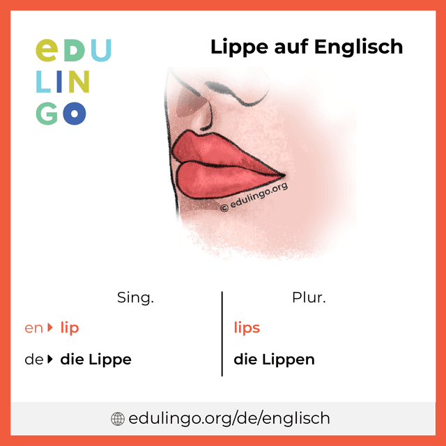 Lippe auf Englisch Vokabelbild mit Singular und Plural zum Herunterladen und Ausdrucken