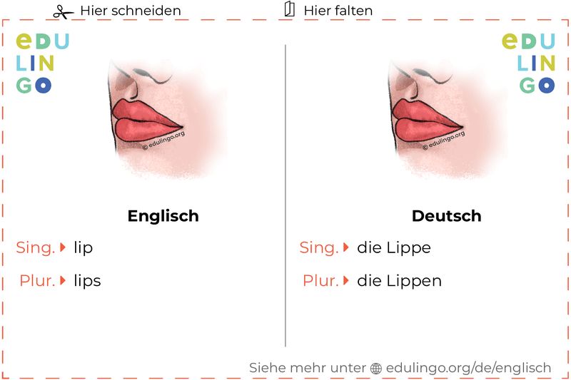 Lippe auf Englisch Vokabelkartei zum Ausdrucken, Üben und Lernen