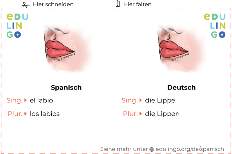 Lippe auf Spanisch Vokabelkartei zum Ausdrucken, Üben und Lernen