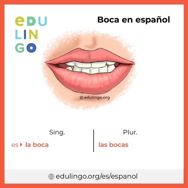 Imagen de vocabulario Boca en español con singular y plural para descargar e imprimir