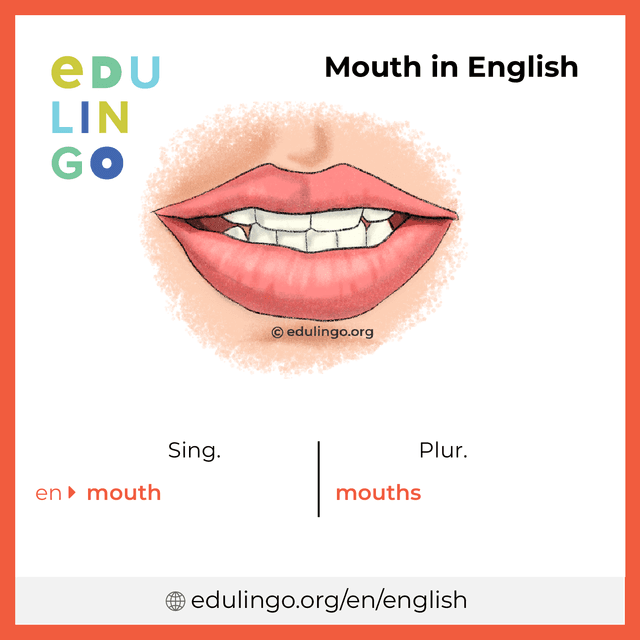 Mouth in English vocabulary picture with singular and plural for download and printing