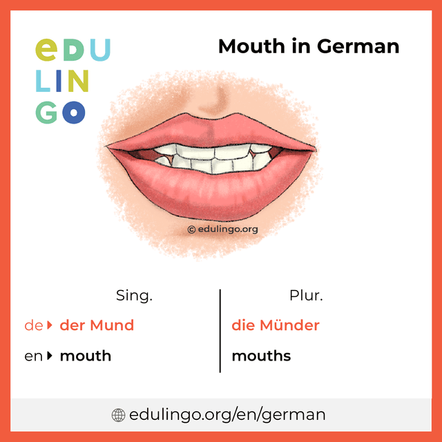 Mouth in German vocabulary picture with singular and plural for download and printing