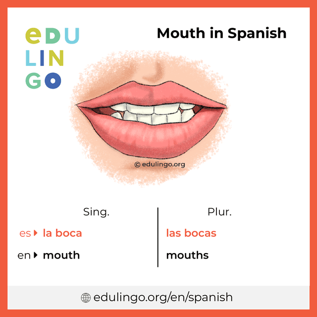 Mouth in Spanish vocabulary picture with singular and plural for download and printing