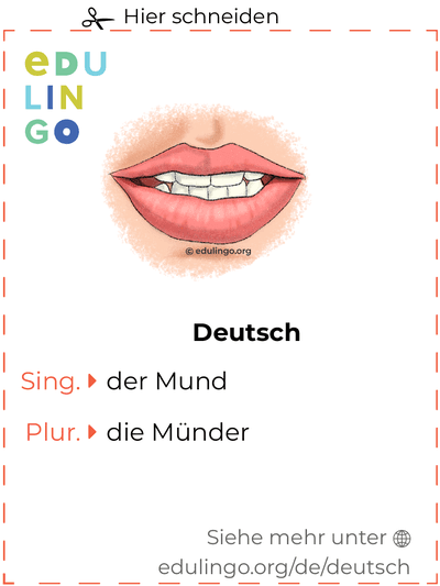 Mund auf Deutsch Vokabelkartei zum Ausdrucken, Üben und Lernen