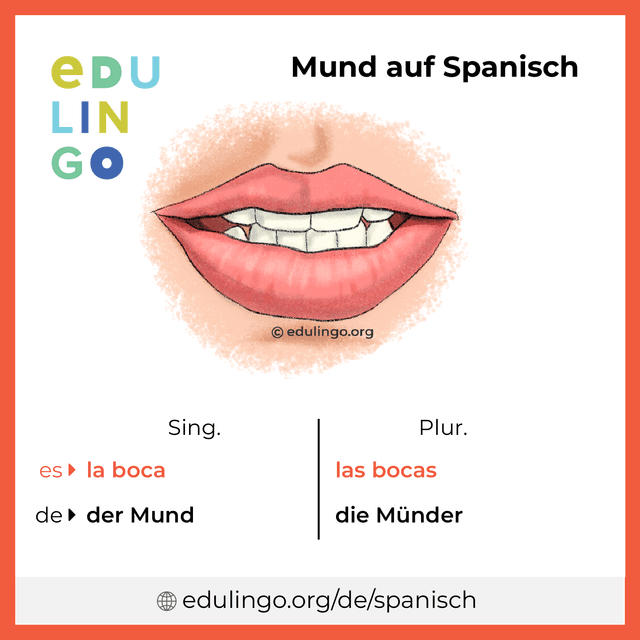 Mund auf Spanisch Vokabelbild mit Singular und Plural zum Herunterladen und Ausdrucken