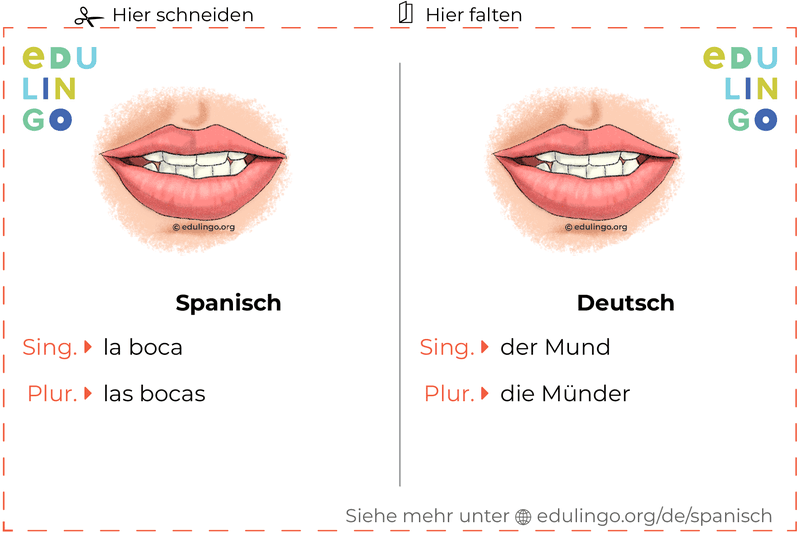 Mund auf Spanisch Vokabelkartei zum Ausdrucken, Üben und Lernen