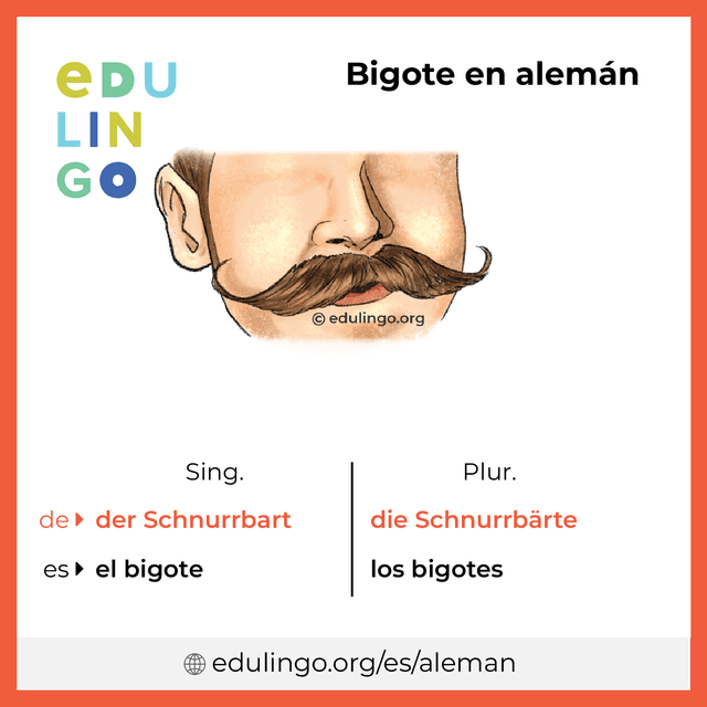 Imagen de vocabulario Bigote en alemán con singular y plural para descargar e imprimir