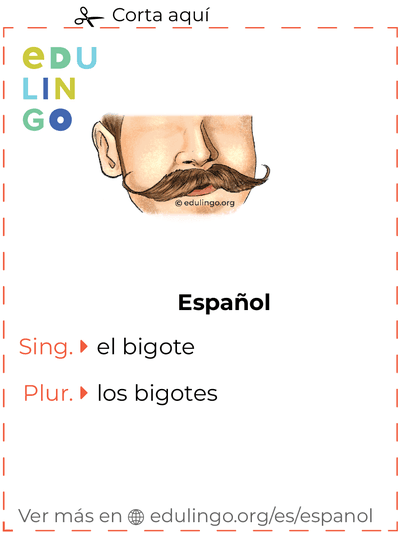 Ficha de Vocabulario Bigote en español para imprimir, practicar y aprender