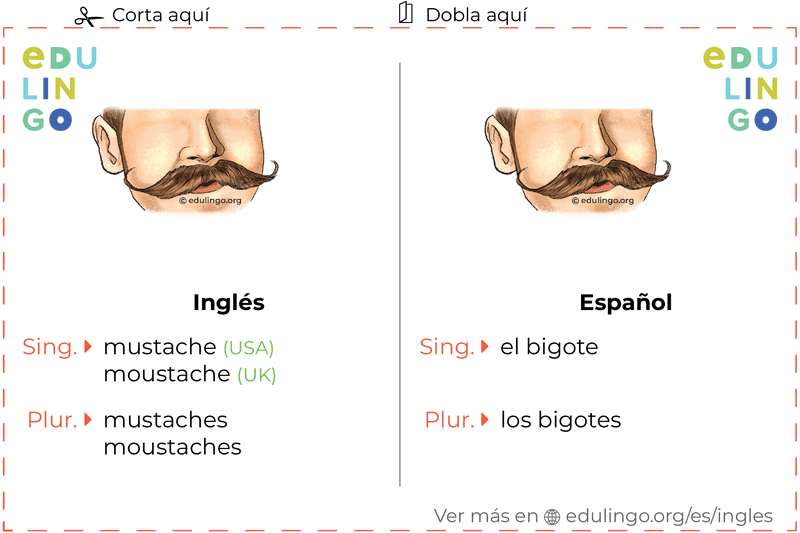 Ficha de Vocabulario Bigote en inglés para imprimir, practicar y aprender