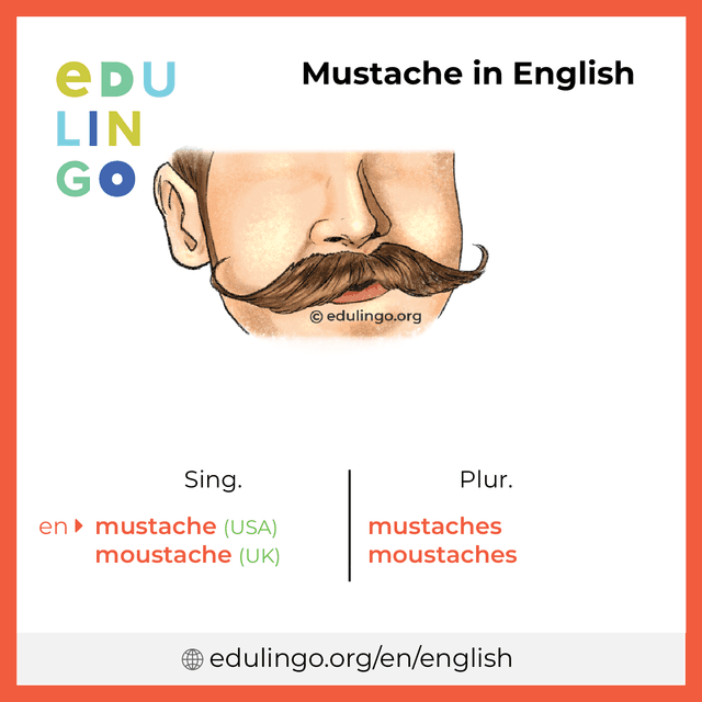 Mustache in English vocabulary picture with singular and plural for download and printing