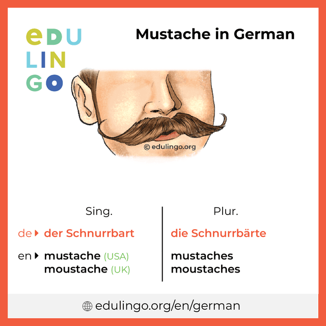 Mustache in German vocabulary picture with singular and plural for download and printing