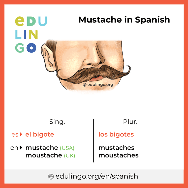 Mustache in Spanish vocabulary picture with singular and plural for download and printing