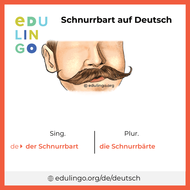 Schnurrbart auf Deutsch Vokabelbild mit Singular und Plural zum Herunterladen und Ausdrucken