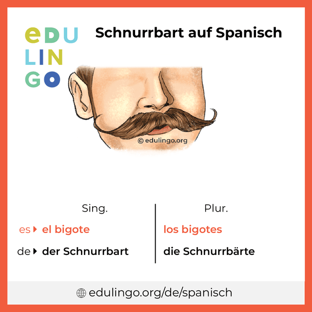 Schnurrbart auf Spanisch Vokabelbild mit Singular und Plural zum Herunterladen und Ausdrucken