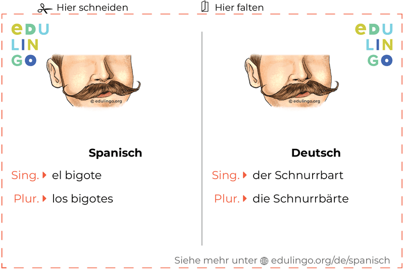 Schnurrbart auf Spanisch Vokabelkartei zum Ausdrucken, Üben und Lernen
