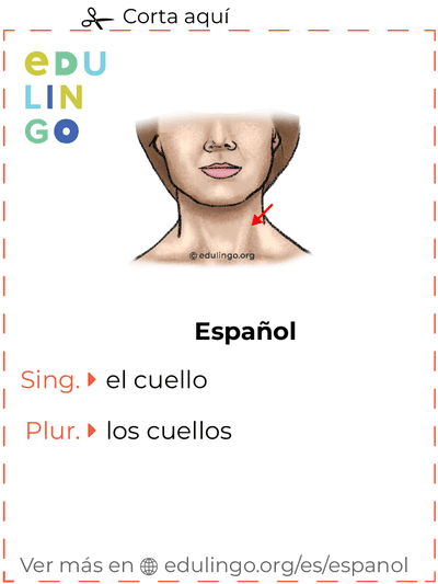 Ficha de Vocabulario Cuello en español para imprimir, practicar y aprender