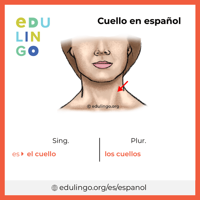 Imagen de vocabulario Cuello en español con singular y plural para descargar e imprimir