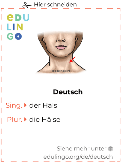 Hals auf Deutsch Vokabelkartei zum Ausdrucken, Üben und Lernen