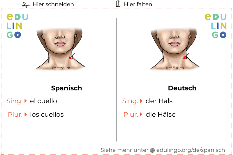 Hals auf Spanisch Vokabelkartei zum Ausdrucken, Üben und Lernen