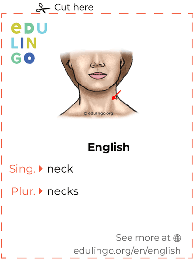 Neck in English vocabulary flashcard for printing, practicing and learning