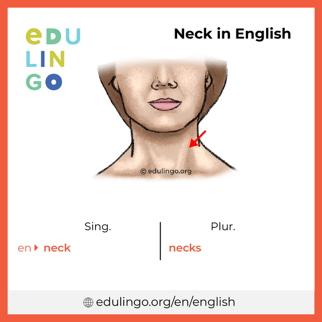 Neck in English vocabulary picture with singular and plural for download and printing