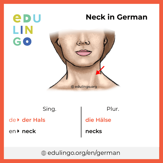 Neck in German vocabulary picture with singular and plural for download and printing