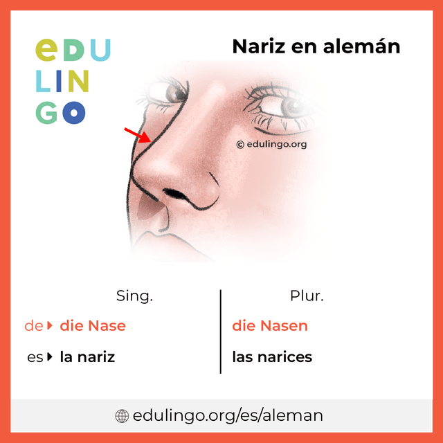 Imagen de vocabulario Nariz en alemán con singular y plural para descargar e imprimir