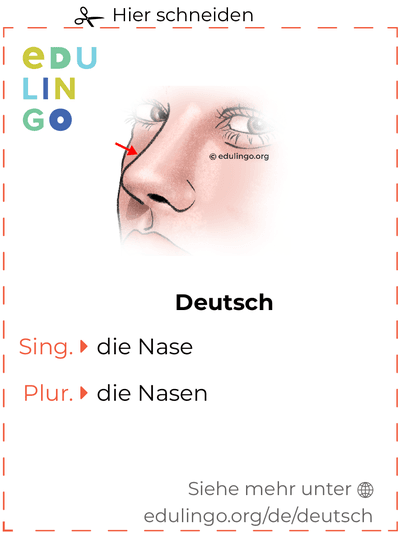 Nase auf Deutsch Vokabelkartei zum Ausdrucken, Üben und Lernen